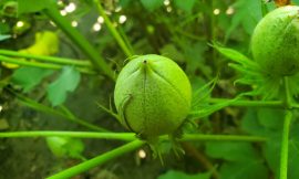 Cotton Slipping Lower on Tuesday