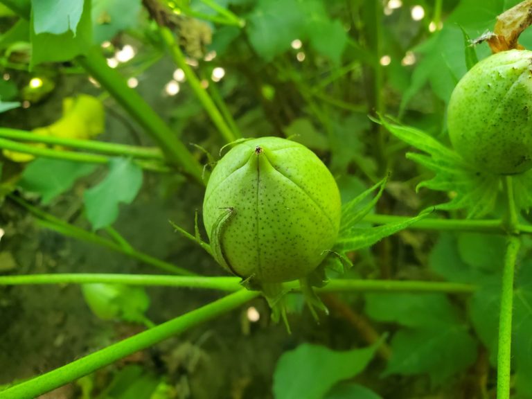 Read more about the article Cotton Slipping Lower on Tuesday