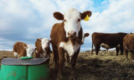 Cattle Extend Rally to Thursday