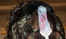 Turkey breeder supplying luxury stores investigated over welfare