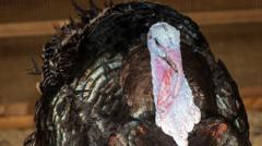 Read more about the article Turkey breeder supplying luxury stores investigated over welfare