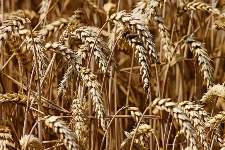 Read more about the article Wheat Trading Mixed on Friday