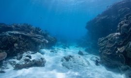 Skippers not shielded by employment rights – firm