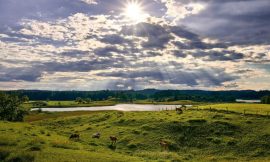 Cattle Falling Back on Monday