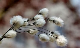 Cotton Holding Above Unchanged at Midday as USDA Raises Production