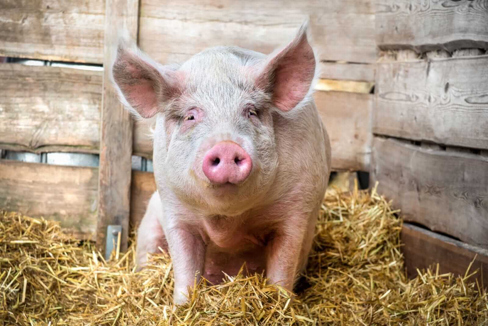 hogs-posts-friday-gains