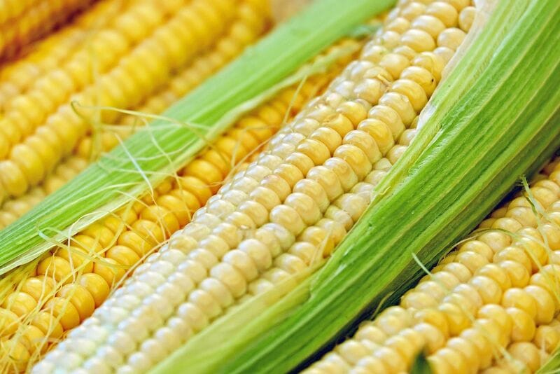corn-easing-lower-on-friday