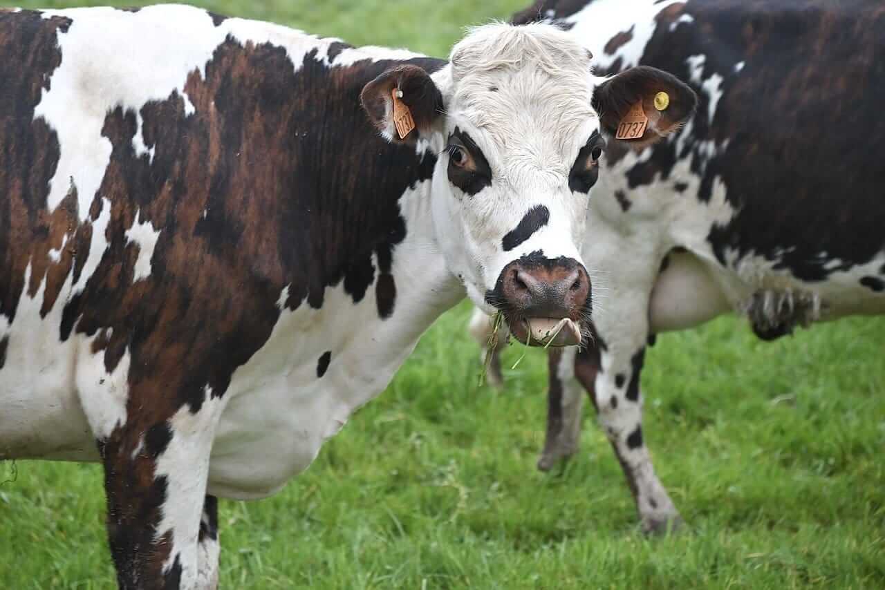 cattle-face-pressure-into-the-weekend