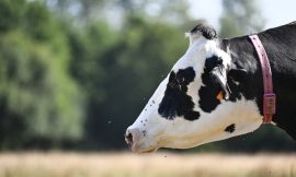 Suspected Bluetongue case identified on third NI farm