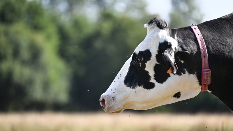 suspected-bluetongue-case-identified-on-third-ni-farm