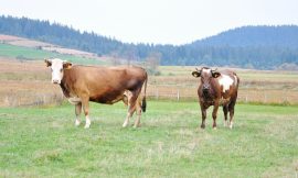 Cattle Mixed at Midday