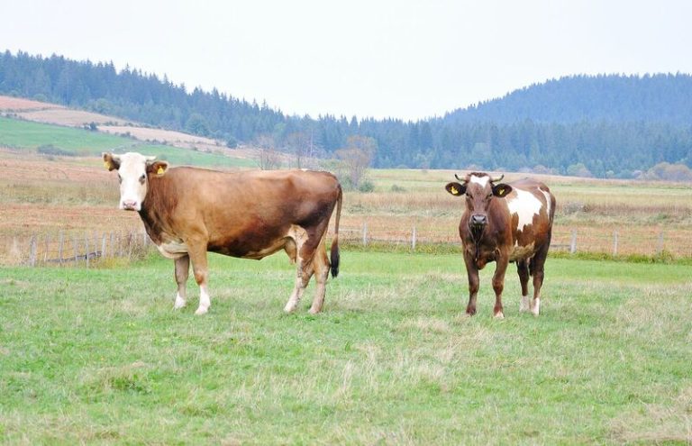 Read more about the article Cattle Mixed at Midday