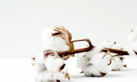 Cotton Holds on for Monday Gains