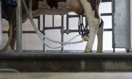 More work permits for meat processing and dairy sectors