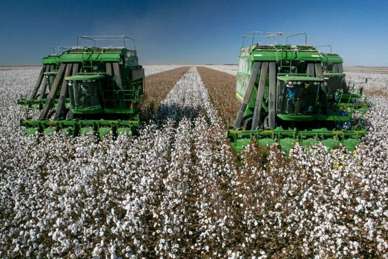 Read more about the article Cotton Posts Slight Thursday Gains