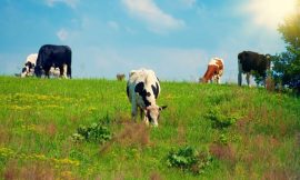Cattle Slipping Lower on Thursday