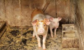 Hogs Post Gains on Thursday