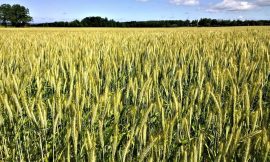 Wheat Closes Monday with Gains