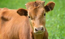 Cattle Slip Lower on Tuesday