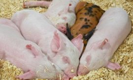 Hogs Fall on Wednesday Following USDA Report
