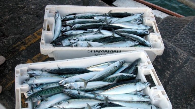 Read more about the article EU fishing quotas cause concern among coastal communities