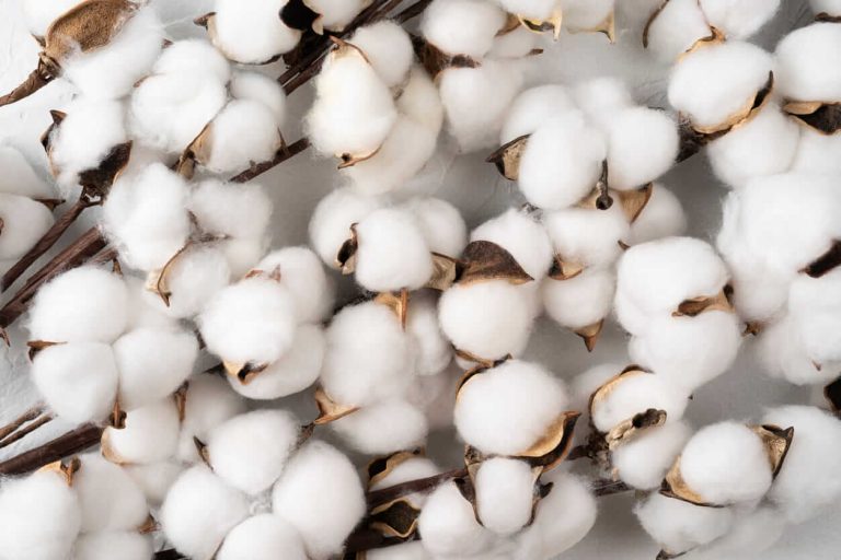 Read more about the article Cotton Closes the Week with Strength
