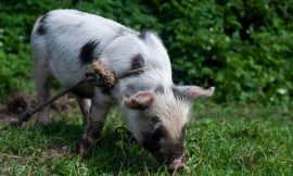 Hogs Post Steady Trade on Monday