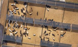 Cattle Fade into the Close, as Feeders Hold on for Gains