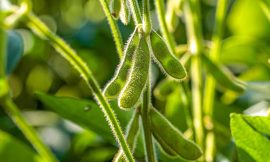 Soybeans Collapse into the End of the Year