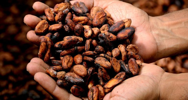 Read more about the article Cocoa Prices Sink on Favorable Crop Conditions in West Africa
