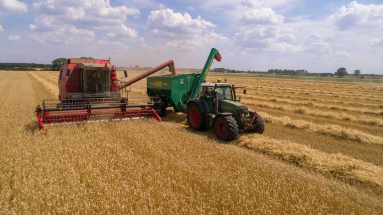 Read more about the article Wheat Starts the New Year with Mixed Action