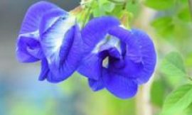 Indian farmers turn to ‘magical’ butterfly pea flower