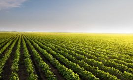 Soybeans Post Double Digit Gains on Monday