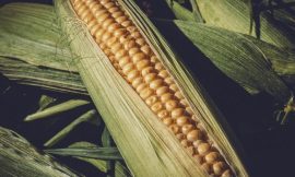 Corn Closes with Slight Losses