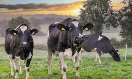 Food and drink exports hit record €19 billion – Bord Bia