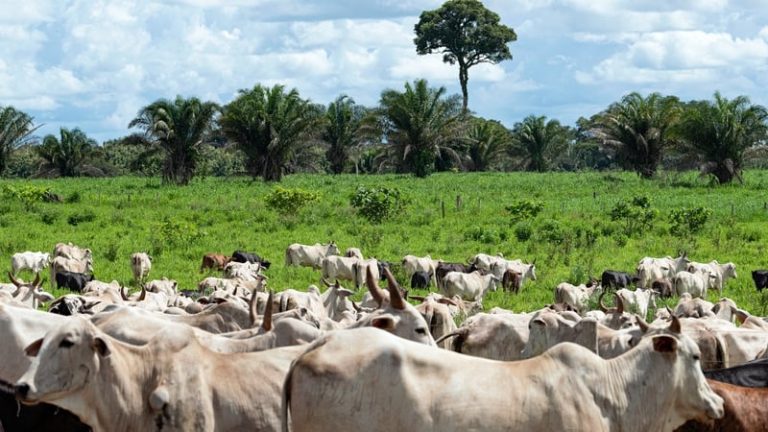 Read more about the article Brazil surpassing US as top beef producer