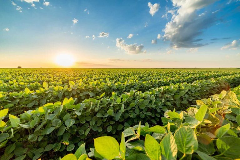 Read more about the article Soybeans Back in Rally Mode on Wednesday