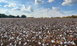 Cotton Slipping Lower on Thursday