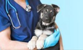 Vets under increasing pressure to make money for corporate owners, BBC told