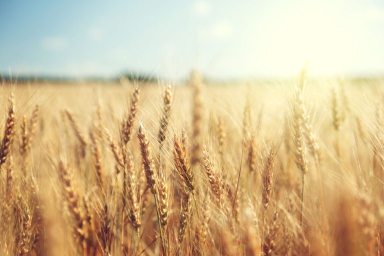 Read more about the article Wheat Falling at Tuesday’s Midday