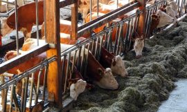 Cattle Fall Back to Close Wednesday