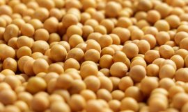 Soybeans Hold Gains into the Close on Bean Oil Strength