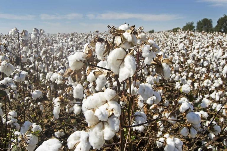 Read more about the article Cotton Feeling Outside Pressure on Thursday