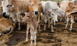 Cattle Hold on to Wednesday Gains into the Close