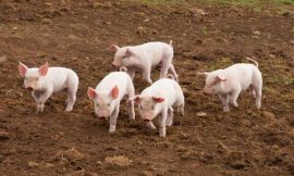 Hogs Slipping Lower into Midday