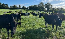 Confidence up among farmers but frustrations remain: Ifac