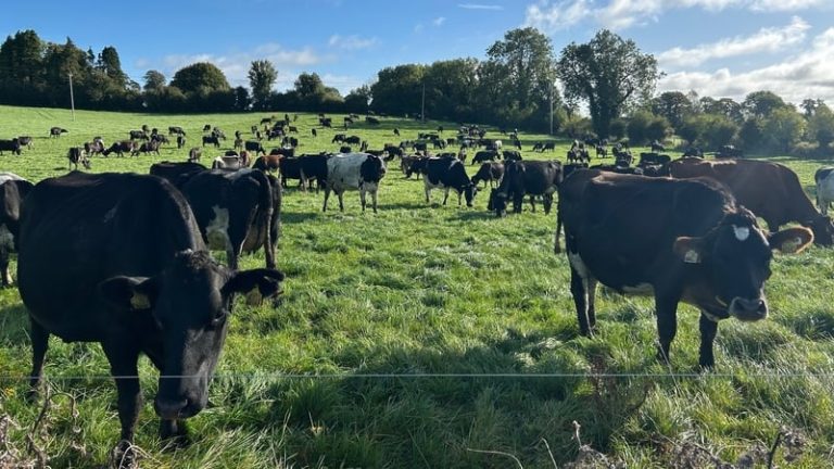 Read more about the article Confidence up among farmers but frustrations remain: Ifac