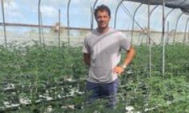 Caribbean cannabis growers eye budding domestic sales and exports