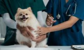 Vets may have to publish prices of common treatments in government plans