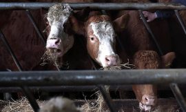 China suspends imports of Irish beef due to bluetongue